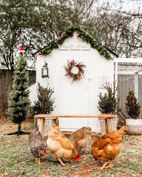 Fall Chicken Coop Decor, Christmas Chicken Coop Decor, Chicken Coop Photoshoot, Chicken Run In Winter, Chicken Coop Christmas Decorations, Christmas Chicken Coop, Chicken Coop Aesthetic, Winter Chicken Coop, Farm Christmas Decor