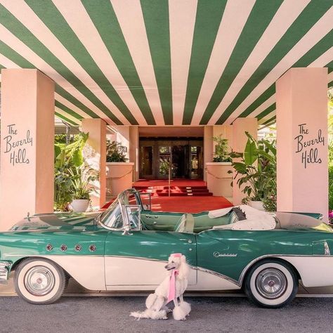 Beverly Hills Hotel Green Convertible, The Beverly Hills Hotel, Gray Malin, Adventure Lifestyle, Beverly Hills Hotel, Pet Friendly Hotels, The Saint, Saint Bernard, Dining Decor