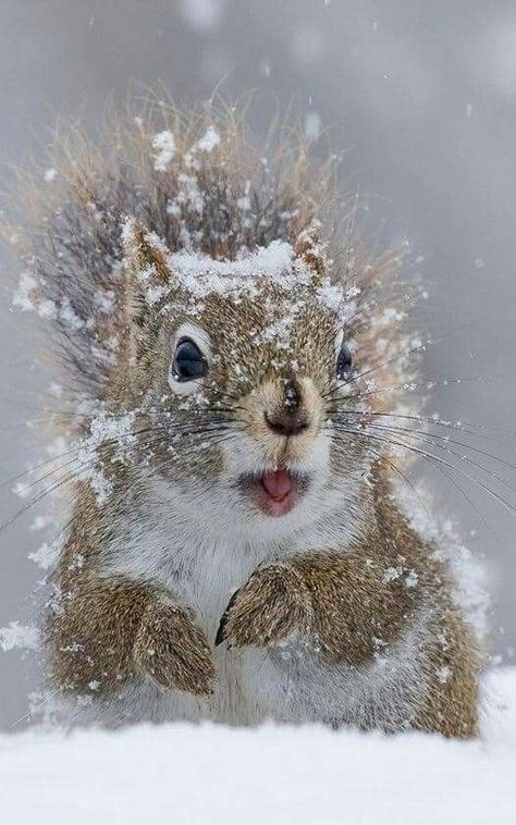 Gray Squirrel, Squirrel Pictures, Squirrel Art, Squirrel Funny, Fun Sayings, Cute Squirrel, Winter Inspiration, A Squirrel, Cute Animals Images