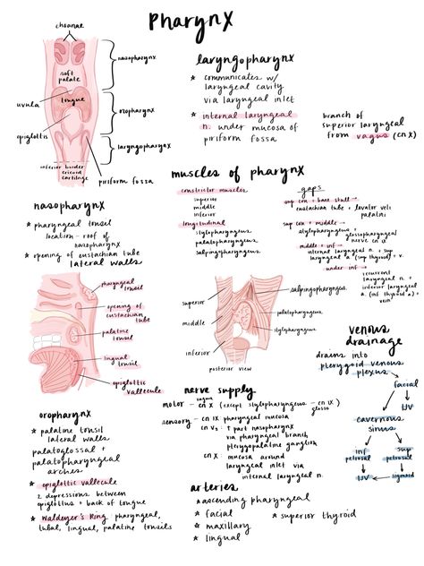 Pharynx #anatomy #medical #medstudent #notes #notetaking #medschool Larynx Anatomy Notes, Anatomy Terminology Notes, Ent Medical Notes, Pharynx Anatomy, Dental Anatomy Notes, Ent Notes, Anatomy Notes, Anesthesia School, Med School Study