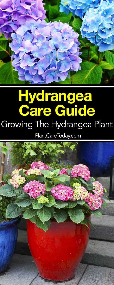 Hydrangea Care Guide: How To Grow The Hydrangea Plant Potted Hydrangea Care, Hydrangea Plant, Hydrangea Potted, Hydrangea Landscaping, Flowers In Pots, Hydrangea Care, Growing Hydrangeas, Hydrangea Garden, Planting Hydrangeas