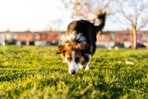 Puppy Stages: Week by Week Guide to Caring for Your Puppy Newborn Puppy, Puppy Development, Top Of Stairs, Caring For A Newborn, Puppy Stages, Blind Dog, Newborn Puppies, Pregnant Dog, Vision Loss