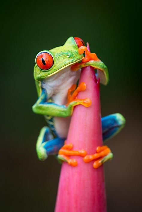 Beautiful encounters in Costa Rica. Etsy Posters, Red Eyed Tree Frog, Funny Frogs, Frog Art, Tree Frog, Tree Frogs, Frog And Toad, Reptiles And Amphibians, Cute Frogs