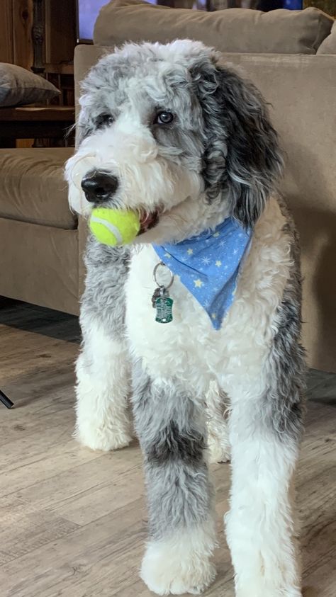 Dog Haircuts Aussiedoodle, Haircuts For Aussiedoodle, Aussiedoodle Teddy Bear Haircut, Bernedoodle Summer Cut, Irish Doodle Haircut Styles, Sheepadoodle Haircut Styles, Teddy Bear Doodle Haircut, Aussie Doodle Haircut Styles, Bernadoodle Haircuts