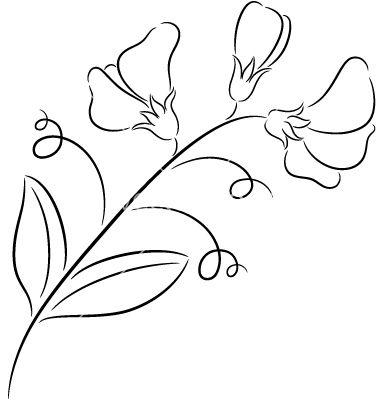 Flower Drawing Easy, Sweet Pea Flower, Sweet Pea Flowers, Flower Line Drawings, Pea Flower, Watercolor Flowers Paintings, Flower Template, Drawing Easy, Flower Images