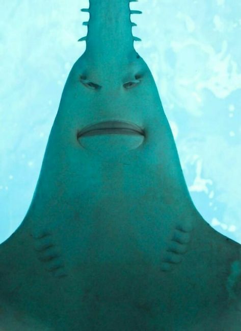 "DAMM HE'S SO SCARY" Shark From Below, Saw Shark, Animals Scary, Life Under The Sea, Blue Planet, Underwater Creatures, Underwater Life, Ocean Creatures, Marine Animals