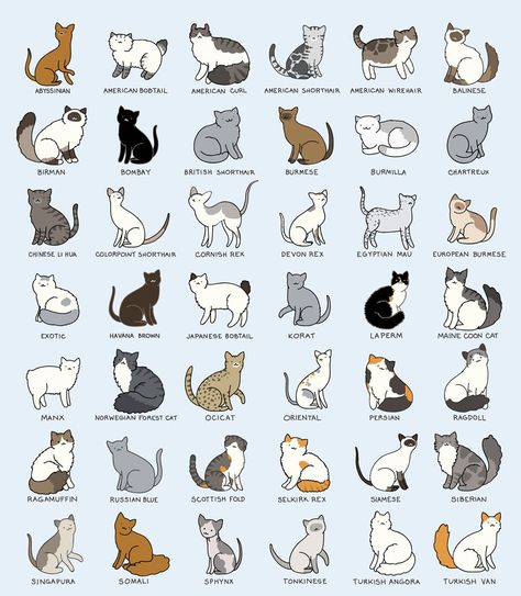 Dog Breeds Chart, Cat Breeds Chart, American Bobtail, Ocicat, Cat Language, 강아지 그림, Types Of Cats, Cats Breeds, Cat Behavior