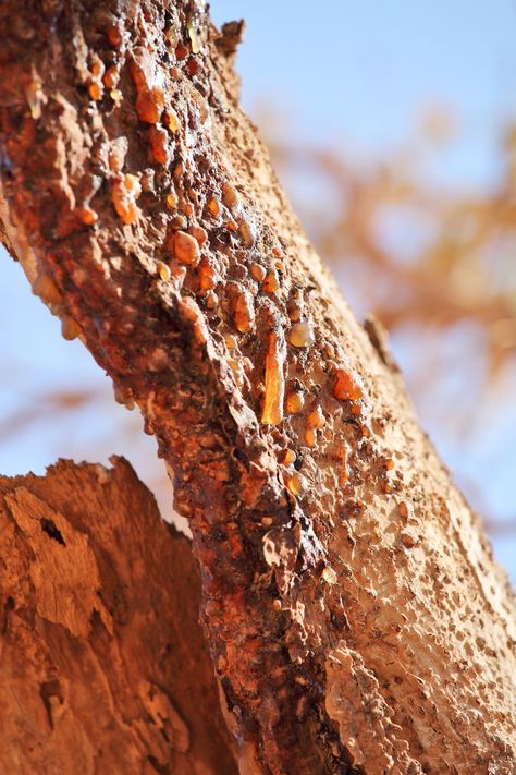 Myrrh is a resin that is secreted from the Commiphora tree - some of the best is found in Oman and Yemen Myrrh Essential Oil, Steam Distillation, Essential Oil Benefits, Oil Benefits, Ayurveda, Plant Care, A Tree, Natural Remedies, Essential Oils