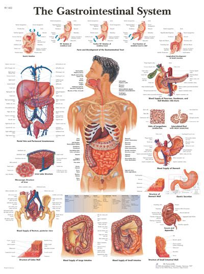 The Gastrointestinal System Human Anatomy Chart, Medical Poster, Human Body Organs, Gastrointestinal System, Medical Posters, Human Body Anatomy, Human Body Parts, Medical School Studying, Nursing School Notes