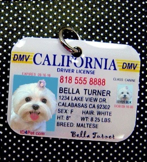 Sebastian and I are totally diggin' these stylish ID tags by ID 4 Pet on Etsy!               Not only does it resemble a driver's license ... Lou Dog, Getting Dressed, White Dog, Dog Id, Pet Id, Diy Dog Stuff, Id Tag, Dog Care, Custom Dog