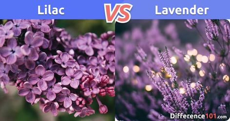 Lavender Vs Lilac, Lilac Vs Lavender, Lilac Lavender, What Is The Difference Between, Beauty Review, Horticulture, Barber Shop, In Fashion, Bed Bath