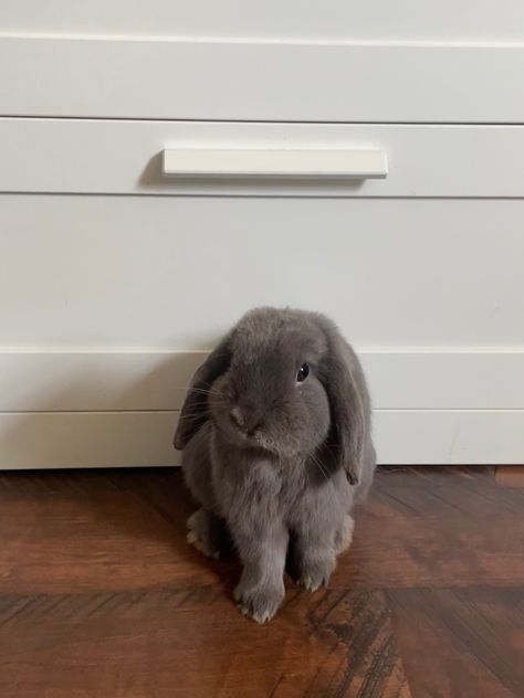 Grey Bunny Aesthetic, Lop Bunnies, Holland Lop Bunnies, Bunny Room, Bunny Care, Cute Bunny Pictures, Bunny Mom, Holland Lop, Grey Bunny