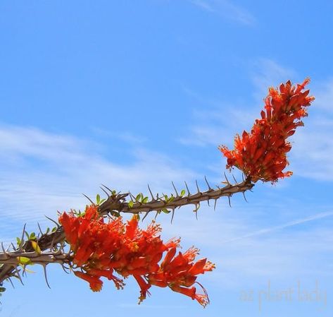 Add Dramatic Flair With Ocotillo #ocotillo #desertlandscape #garden #plant #desertsouthwest #orangeflowers #azplantlady Ocotillo Cactus, Garden Planing, Desert Gardens, Desert Environment, Eco Friendly Garden, Desert Garden, Southwest Desert, Encaustic Art, Desert Plants