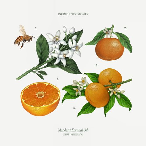 {Citrus reticulata} Mandarin Essential Oil 🍊 Mandarin Essential Oil, Citrus Oil, Essential Oil, Essential Oils