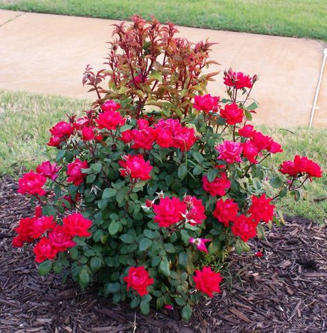 Healthy new growth on roses. Rosette Disease, Rose Diseases, Oklahoma Gardening, Landscaping With Roses, Pruning Roses, Garden Sanctuary, Rose Care, When To Plant, Open Flower