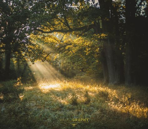 Yellow Forest Aesthetic, Sunshine Forest, 숲 사진, Pretty Landscapes, Forest Nature, Nature Aesthetic, Pretty Places, Green Aesthetic, Nature Pictures