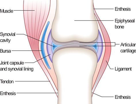 increase bone cartilage Bursitis Knee, Nerf Vague, Bursitis Hip, Synovial Fluid, Musculoskeletal System, Joints Pain Relief, Hip Pain, Anatomy And Physiology, Knee Pain