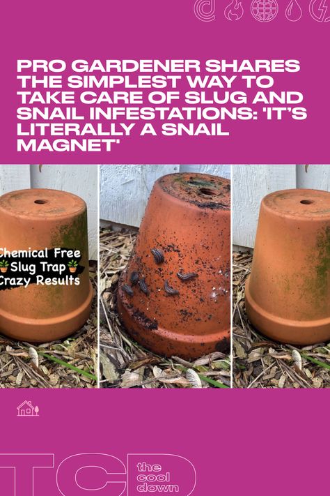 “That’s how you’ll catch your snails and slugs." Slug Trap Diy, Natural Slug And Snail Repellant, Diy Slug Trap, Allotment Planning, Plant Solutions, Slug Trap, Slug Control, Slug Repellant, Slugs In Garden