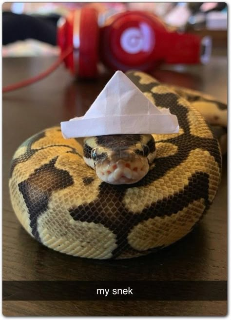 Ball Python Pet, Cute Snakes, Snakes With Hats, Animal Aesthetic, Pet Snake, Pets Cute, Ball Python, Animal Wall Art, Pet Portrait