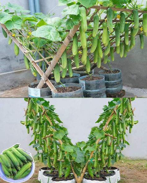 Growing In Pots, Plantarea Legumelor, Beautiful Home Gardens, نباتات منزلية, Growing Cucumbers, Veg Garden, Home Vegetable Garden, Garden Yard Ideas, Vegetable Garden Design