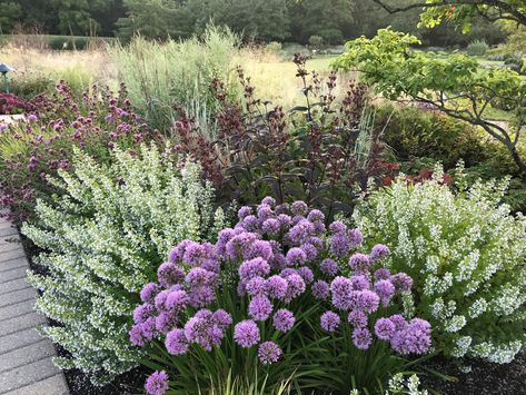 2021 PPOY - Perennial Plant Association Nepeta Companion Plants, Calamintha Nepeta, Colorado House, Full Sun Perennials, Tiny White Flowers, Sun Perennials, Echinacea Purpurea, Market Garden, Cottage Gardens