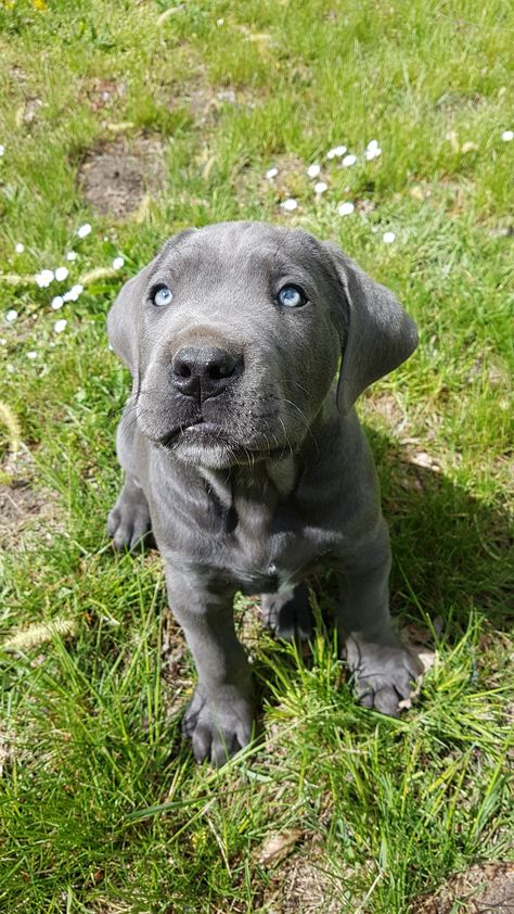 Cane Corso Blue Puppy Blue Cane Corso Puppy, Cane Corso Dog Blue, Blue Cane Corso, Cane Corso Puppy, Cane Corso Puppies, Cane Corso Dog, Corso Dog, Cane Corso