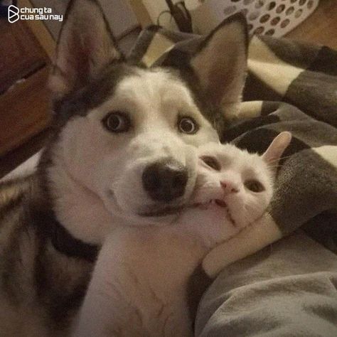 Husky And Cat, Sneaky Cat, Cute Husky, Warrior Cats Art, Pretty Dogs, Kittens And Puppies, Cute Funny Dogs, Cute Animal Photos, Cute Memes