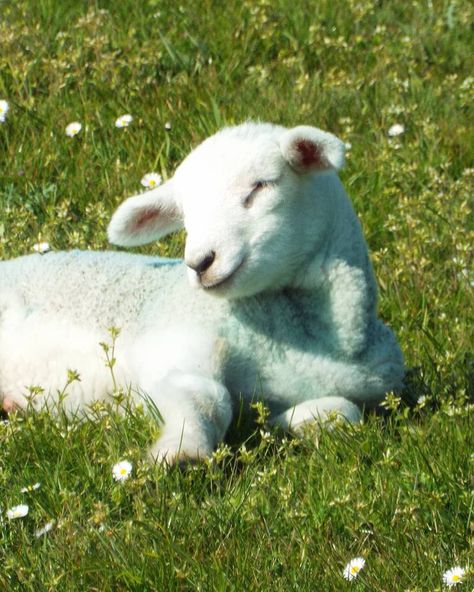 Cute Lamb Aesthetic, Lamb Laying Down, Sheep Astethic, Lamb Aesthetic, Lamb Wallpaper, Cute Lambs, Sleeping Lamb, Lamb Pictures, Spring Lambs