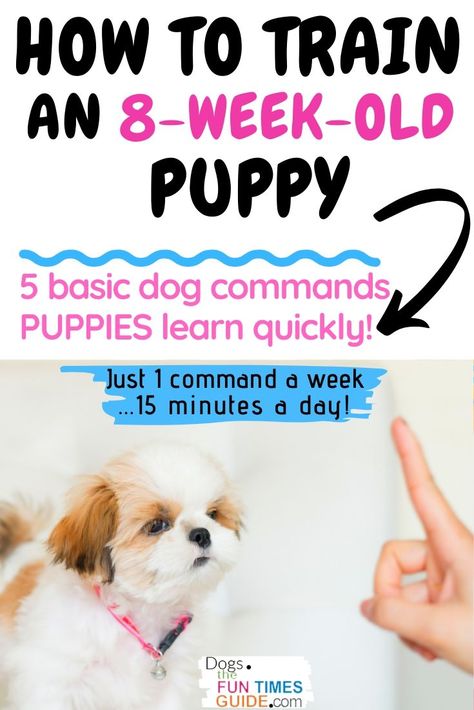 Dog Commands Training, Puppy Training Schedule, Puppy Time, Dog Commands, Puppies Tips, Dog Training Advice, Puppy Training Tips, Dog Brain, Dog Training Techniques