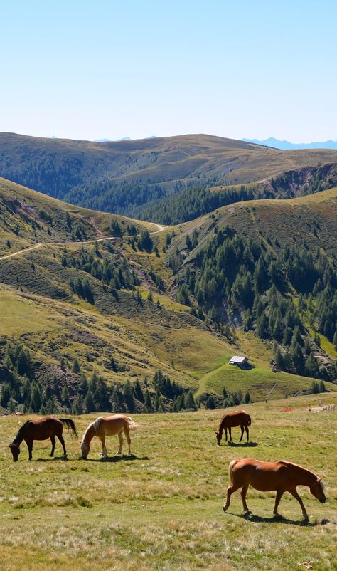 high horse pasture at 2000m, Merano, Trentino-Alto Adige High Horse, Western Life, Horse Aesthetic, Ranch Life, Horse Life, Horse Farms, Horse Girl, Future Life, Pretty Places