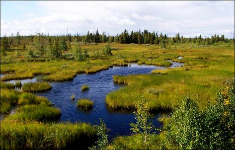 New warning about climate change linked to peat bogs Background References, Peat Bog, Open Water, Natural Forms, Top Of The World, Photo Reference, Ecology, Beautiful Nature, Around The Worlds