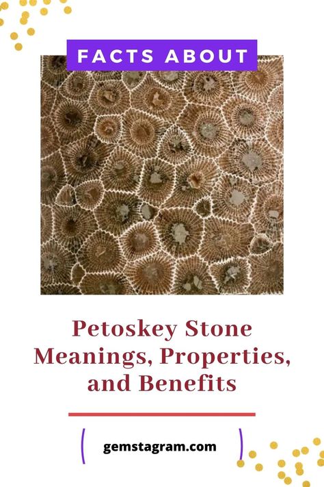 Fossil Coral Meaning, Petoskey Stone Meaning, Coral Fossil Stone Meaning, Petosky Stone, Stone Meanings, Fossilized Coral, Petoskey Stone, Protection Crystals, State Of Michigan