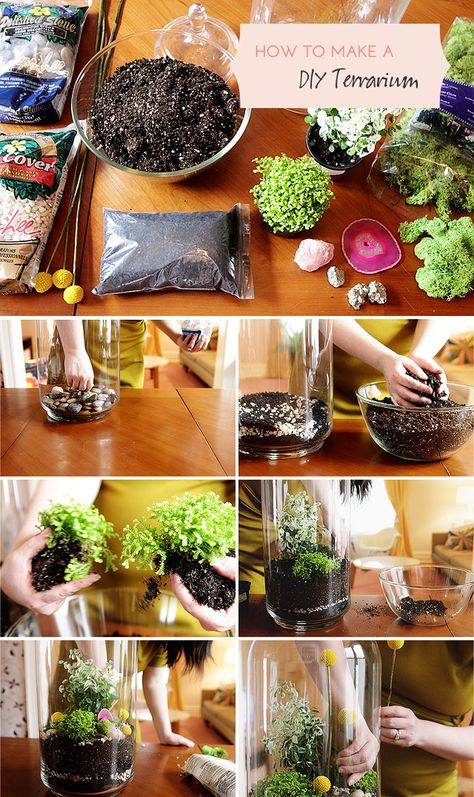 How to Make a DIY Terrarium Diy Terrarium, نباتات منزلية, Terrarium Diy, Garden Terrarium, Terraria, Succulent Terrarium, Cactus Y Suculentas, Deco Floral, Flickr Photos