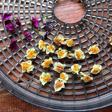 10 Unusual Ways to Use Your Food Dehydrator Dehydrate Flowers, Healthy Dehydrator Recipes, Dehydrator Flowers, Dehydrating Flowers In Dehydrator, Uses For Dehydrator, Dehydrated Flowers, Dehydrator Crafts, Magic Mill Dehydrator Recipes, Best Dehydrator Recipes