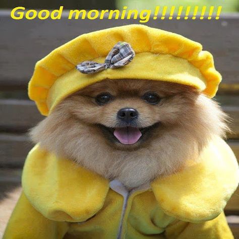 Good Morning cute animals adorable sleep dog puppy pets good morning cute animals pup happy dog pomeranian. pom Pom Wonderful, Spitz Pomeranian, Dog Haircuts, Pomeranian Puppies, Pampered Pets, Pomeranian Dog, Pet Fashion, Sweet Dogs, Mellow Yellow