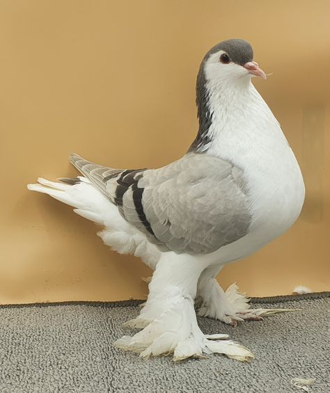 Lahore Pigeon, Pet Pigeon, Cute Pigeon, Pigeon Breeds, Scary Dogs, Cute Rats, Types Of Animals, Pretty Animals, Silly Animals