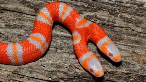 Funny Wildlife, funnywildlife: This two headed albino milk snake... Milk Snake, Albino Animals, Reptile Snakes, Beautiful Snakes, Unusual Animals, Rare Animals, Reptiles And Amphibians, Weird Animals, Amphibians