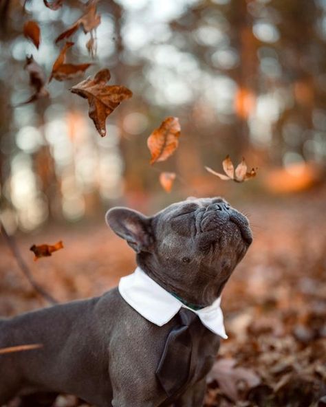 Frenchie Photoshoot Ideas, Frenchie Photoshoot, Fall Pics, Pet Pictures, Foto Shoot, Frenchie Puppy, French Bull, Pet Photography, Fall Pictures