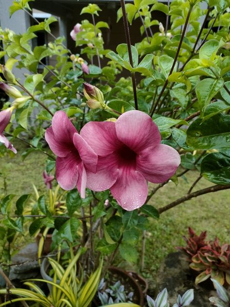 Allamanda blanchetii is a species of perennial flowering plant in the family Apocynaceae native to Brazil. Cultivated as an ornamental plant, it grows in full sun in USDA Zones 9b through 11. Allamanda Flower Tattoo, Allamanda Flower, Ornamental Plants, The Family, Perennials, Flower Tattoo, Planting Flowers, Landscaping, Tattoo Ideas