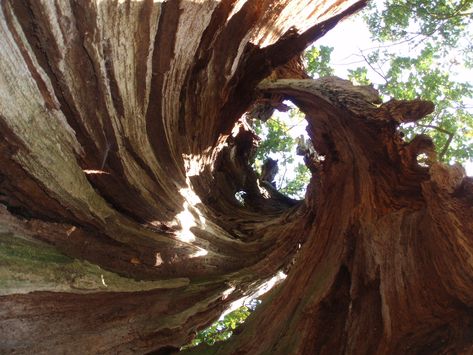 Earthy Packaging, Hollow Tree Trunk, Tree Hollow, Tree Hole, Hollow Tree, Sherwood Forest, Tales Series, Uk Images, Unique Trees