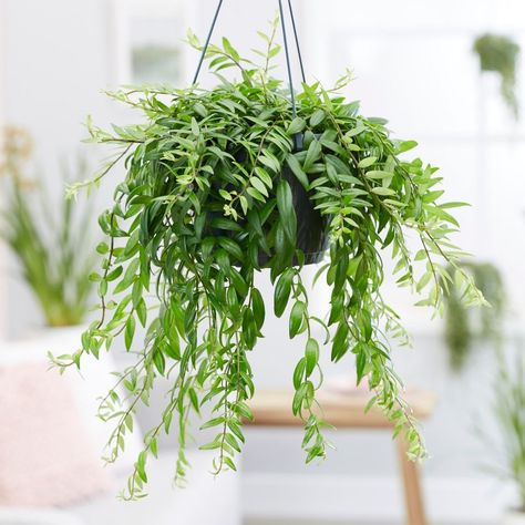 Buy lipstick plant Aeschynanthus japhrolepis: Delivery by Waitrose Garden in association with Crocus Lipstick Plant, Flowering House Plants, Bulbs Indoor, Terrarium Plants, Hanging Pots, House Plants Indoor, Plant Food, Hanging Plants, Fruit Trees