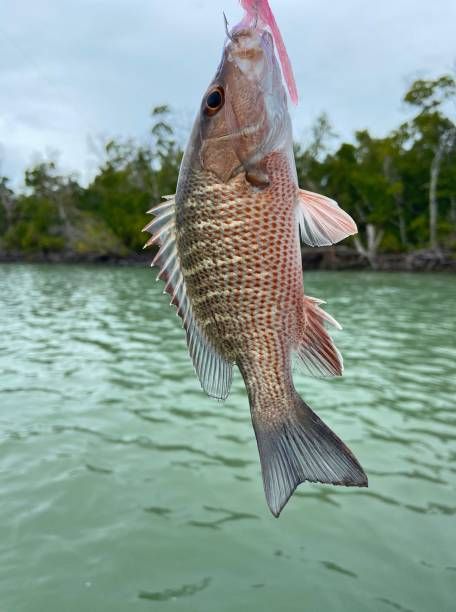 Mangrove Snapper, Creative Video, Video Image, Save Image, Image Design, High Res, Fish Pet, The Good Place, Getty Images