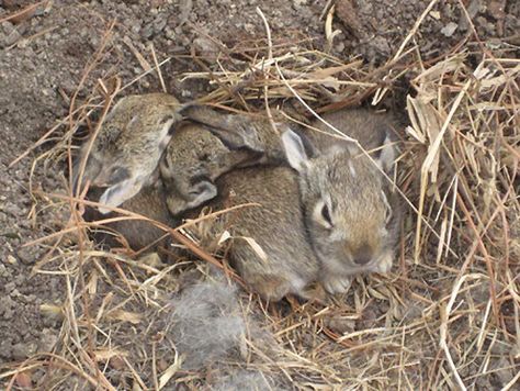 This is the time of year for baby bunnies; you may find a nest right in your own backyard or front-yard in my case. Due to the natural habitat of rabbits being depleted, it is not uncommon for the … Eastern Cottontail, Sod Grass, Rabbit Nest, Wild Rabbits, Baby Rabbits, Rabbit Gif, Rabbit Rabbit Rabbit, Rabbit Wallpaper, Rabbit Pictures