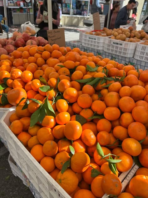 Picking Oranges, Fruit Presentation, Orange Farm, Coral Sunset, Orange Car, Florida Oranges, Dream Beach Houses, Fruit Flowers, Italy Aesthetic