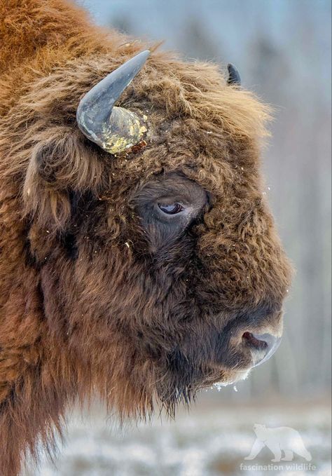 Bison bonasus (aka the European wood bison) is the heaviest wild land animal in Europe. Bison Photography, European Bison, Deer, Wood, Animals