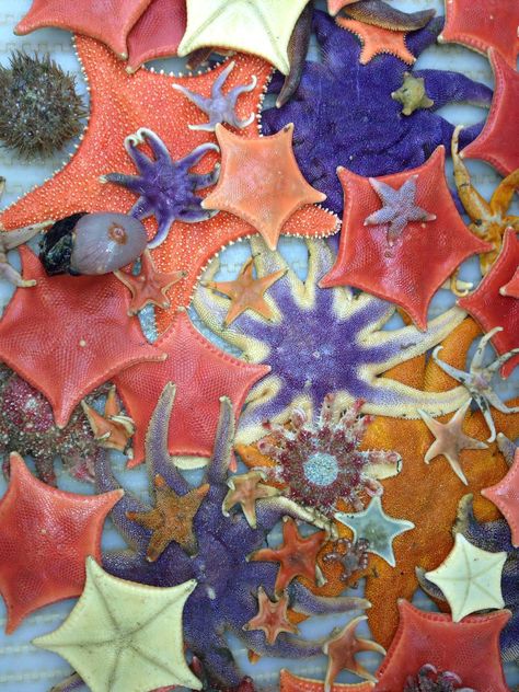 All sorts of sea star species! http://www.nefsc.noaa.gov/rcb/photogallery/image-of-week.html Blue Lighthouse, Horse Star, Ib Art, Jellyfish Tattoo, Sea Stars, Lighthouse Keeper, Stella Marina, Water Animals, Ocean Fishing