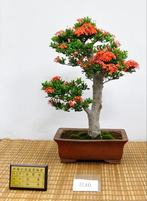 Bonsai Bougenvile, Bonsai Forest, Bonsai Ideas, Zen Buddhism, Miniature Trees, Small Potted Plants, Bonsai Plants, Small Trees, Bonsai Tree