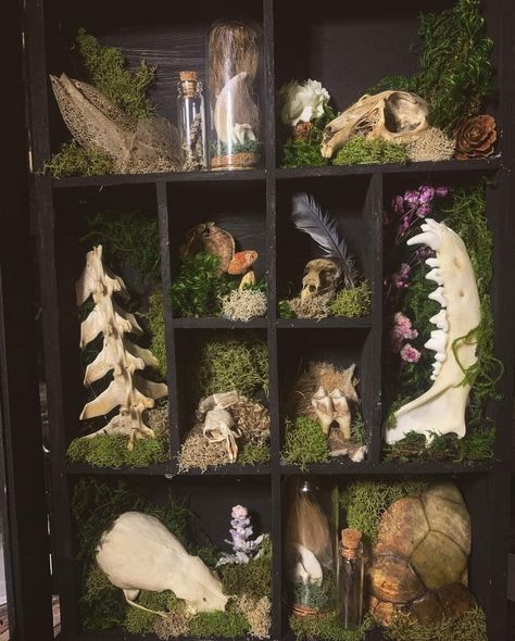 Bone Shadow Box, Weird Shelves, Oddities Crafts, Oddities Shelf, Witchcore Room, Mushroom Display, Bug Pinning, Animal Skull Decor, Shadow Box Coffee Table