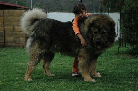 Caucasian Shepherd Beautiful Huge Dogs! Georgian Shepherd, Russian Bear Dog, Best Guard Dog Breeds, Caucasian Shepherd Dog, Guard Dog Breeds, Caucasian Shepherd, Best Guard Dogs, Giant Dog Breeds, Rare Dog Breeds