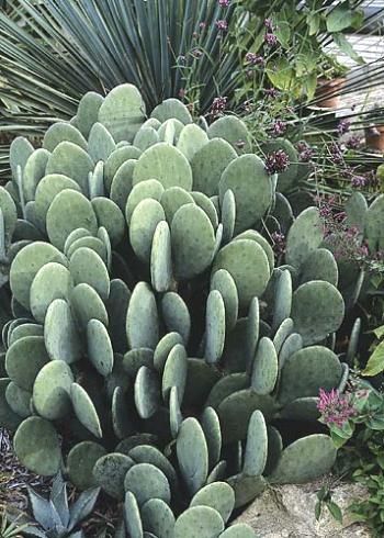 Opuntia "Burbank Spineless" - this looks great and user friendly without spines and glochids. Cactus Seeds, Survival Gardening, Prickly Pear Cactus, Desert Garden, Unusual Plants, Agaves, Desert Plants, Cactus Y Suculentas, Cactus Garden